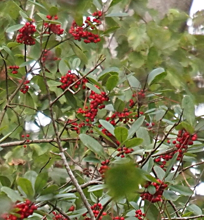 [A close view of many rounded oval green leaves and bunches of small round red berries hanging from them.]